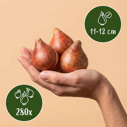 280x Tulipa Triumph mix - Triomf-tulp mix - Diversen - Voorjaarsbloeier - Bolmaat 11/17