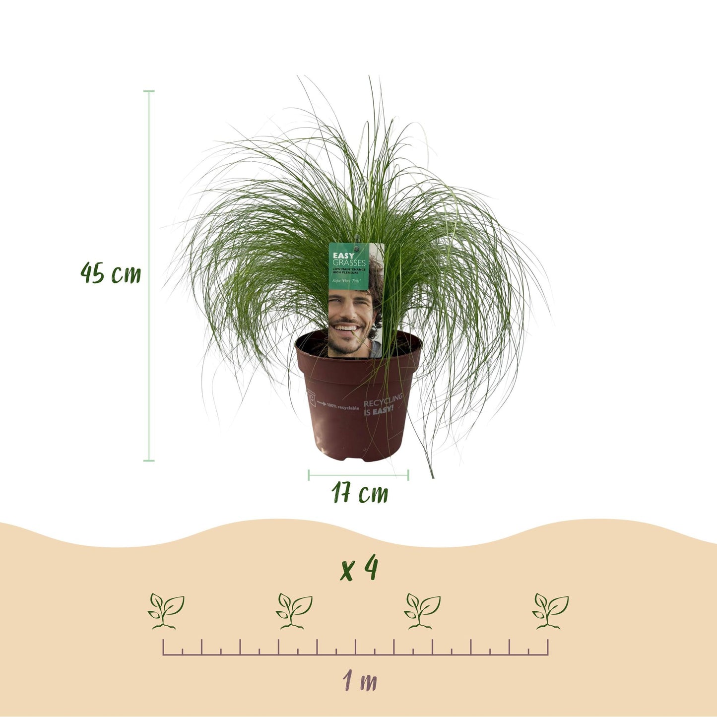 Ornamental Grasses - Stipa tenuifolia Pony Tails - Green - 2 Plants