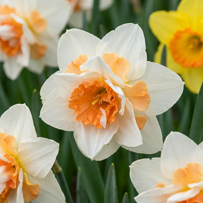 20x Narcissus Replete - Dubbele narcis Replete - Wit en Oranje - Voorjaarsbloeier - Bolmaat 10/12