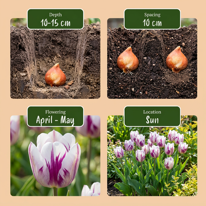60x Tulipa Flaming Flag - Tulp Flaming Flag - Wit en Paars - Voorjaarsbloeier - Bolmaat 11/12