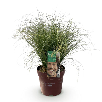 Siergrassen - Carex comans Frosted Curls - Winterhard