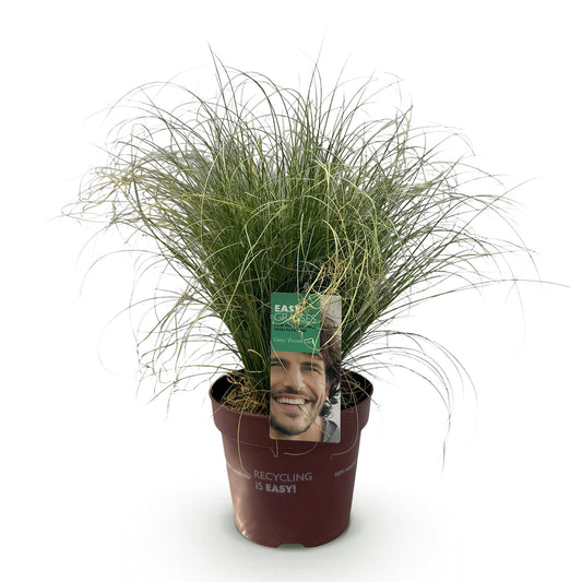 Siergrassen - Carex comans Frosted Curls - Winterhard