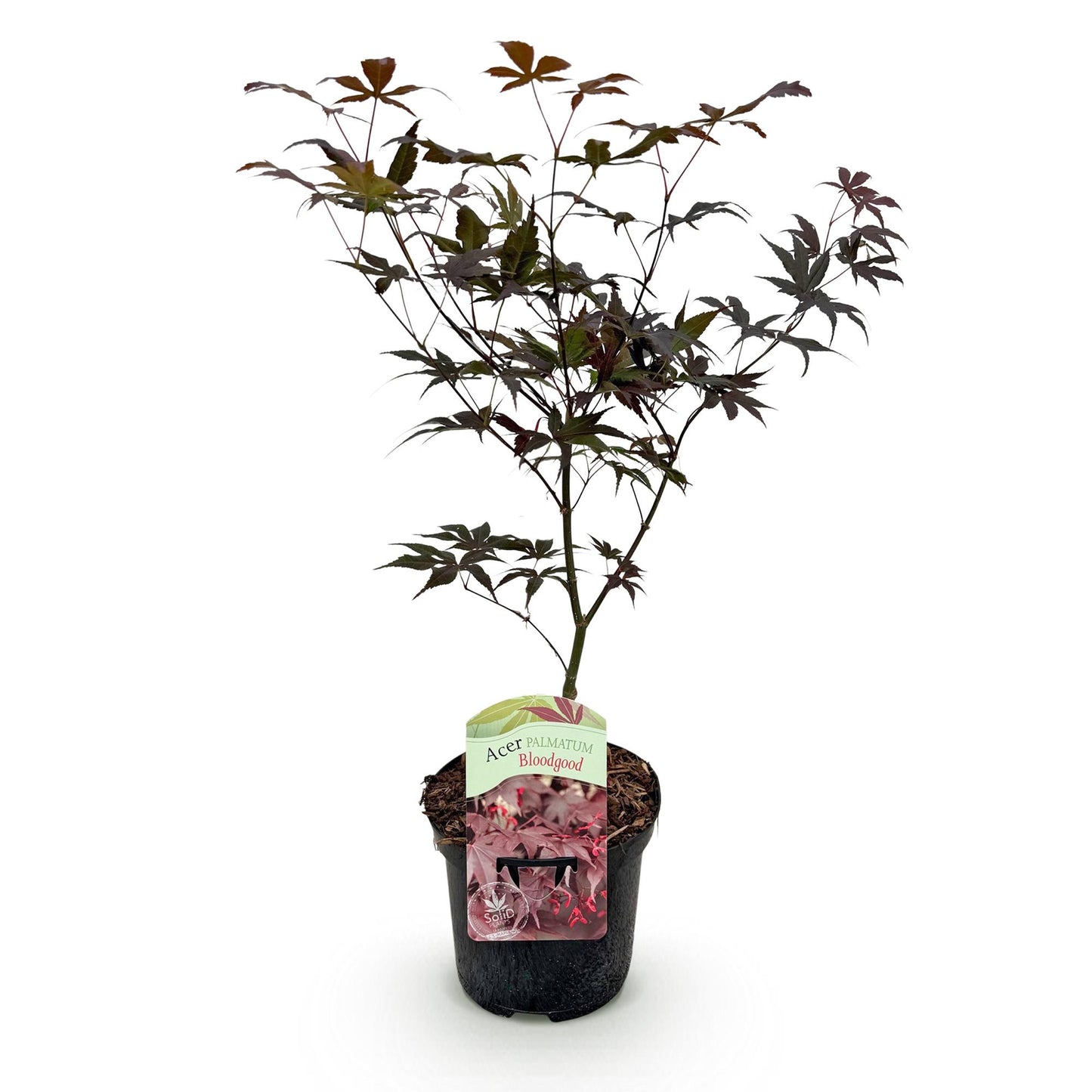 Terrasplant - Japanse Esdoorn - Acer palmatum Bloodgood