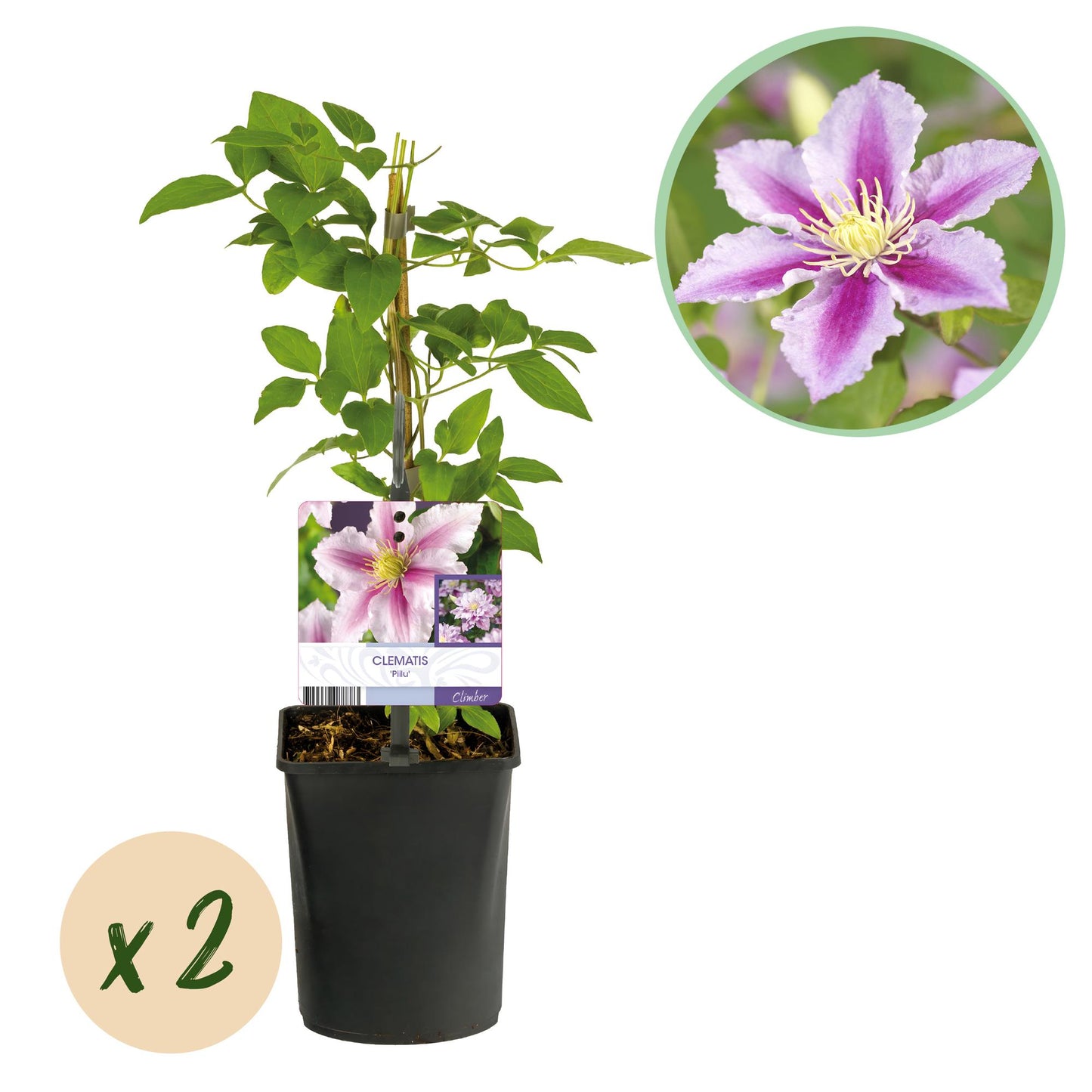 Klimplant - Clematis Piilu - 2 planten