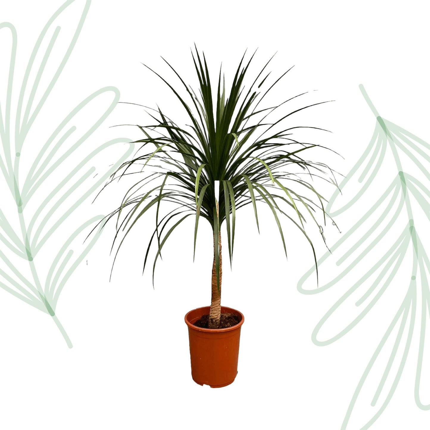 Dracaena Draco - 120 cm - Forest Plants