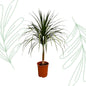 Dracaena Draco - 120 cm - Forest Plants