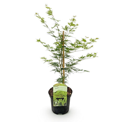 Terrasplant - Japanse Esdoorn - Acer palmatum Emerald Lace