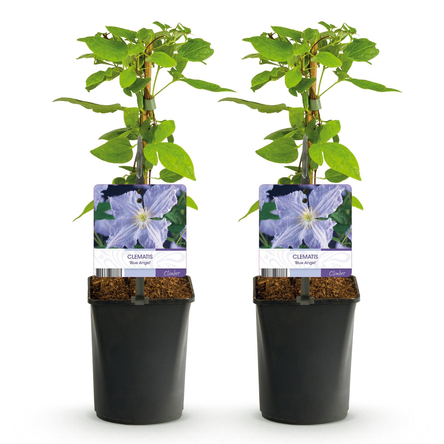 Klimplant - Clematis Blue Angel - 2 planten