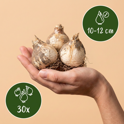 30x Allium Purple Sensation - Sierui - Paars - Zomerbloeier - Bolmaat 10/12