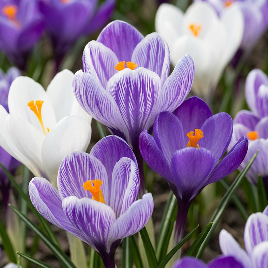 240x Crocus Blue - White - Krokus - Blauw en Wit - Verwilderingsbol - Bolmaat 7/8
