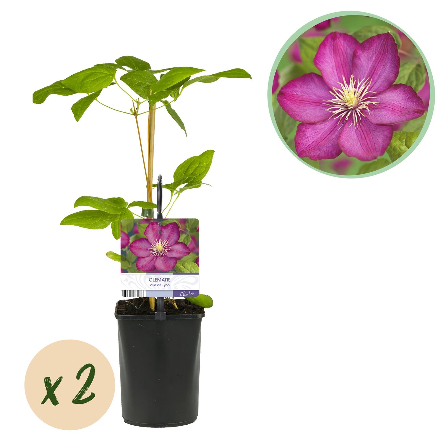 Climbing plant - Clematis Ville de Lyon - 2 plants