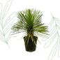 Yucca Rostrata op stam - 70 cm - Forest Plants