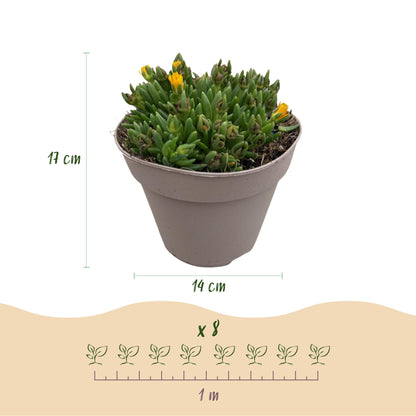 Bodembedekker - Winterhard - Delosperma - 8 Planten - Weinig Onderhoud