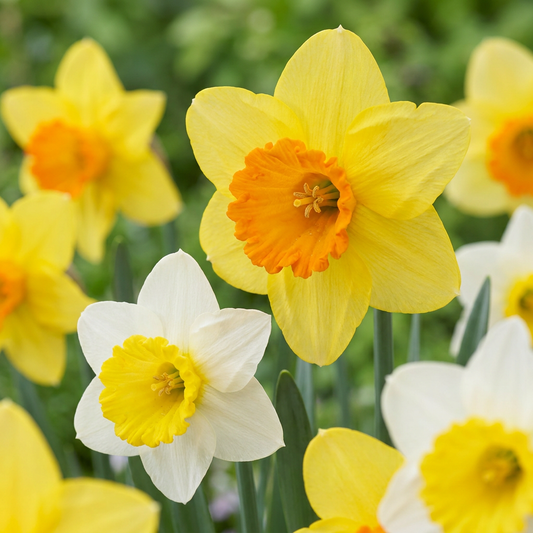 60x Narcissus large Cupped mix - Grootbloemige narcis mix - Geel en Wit - Voorjaarsbloeier - Bolmaat 12/14