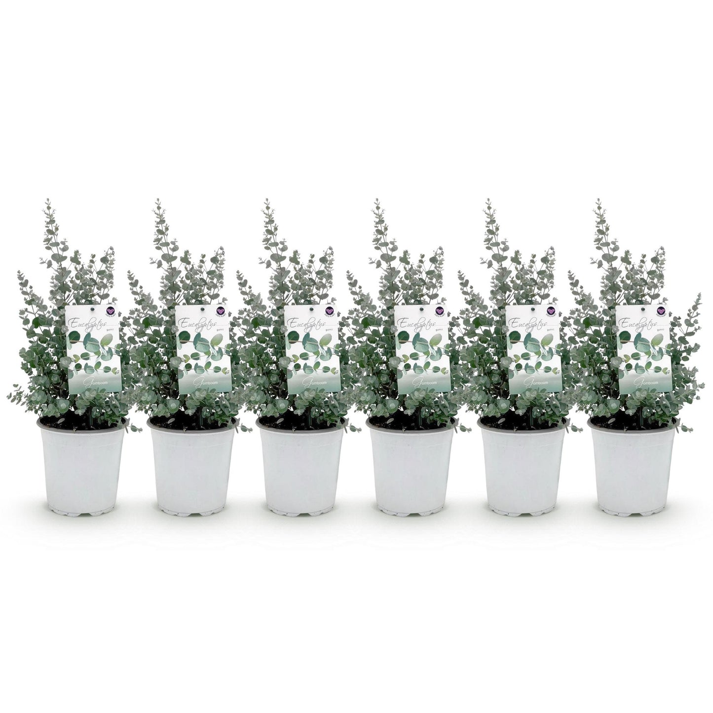 Terrasplant - Eucalyptus boom - Eucalyptus gunni - 6 Planten
