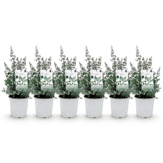 Terrasplant - Eucalyptus boom - Eucalyptus gunni - 6 Planten