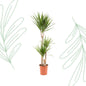 Dracaena Marginata - 120 cm - Forest Plants