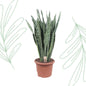 Sansevieria Zeylenica - 110 cm - Forest Plants