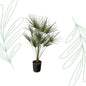 Chamaerops Humilis on stem - 160 cm