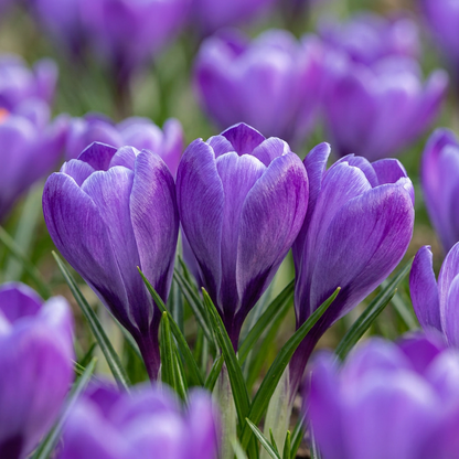 60x Crocus Blue - Blauwe krokus - Blauw - Verwilderingsbol - Bolmaat 7/8