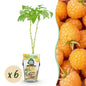 Framboos - Rubus idaeus Fallgold - Winterhard - 6 Planten