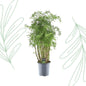 Polyscias Hawaiiana Ming - 90 cm