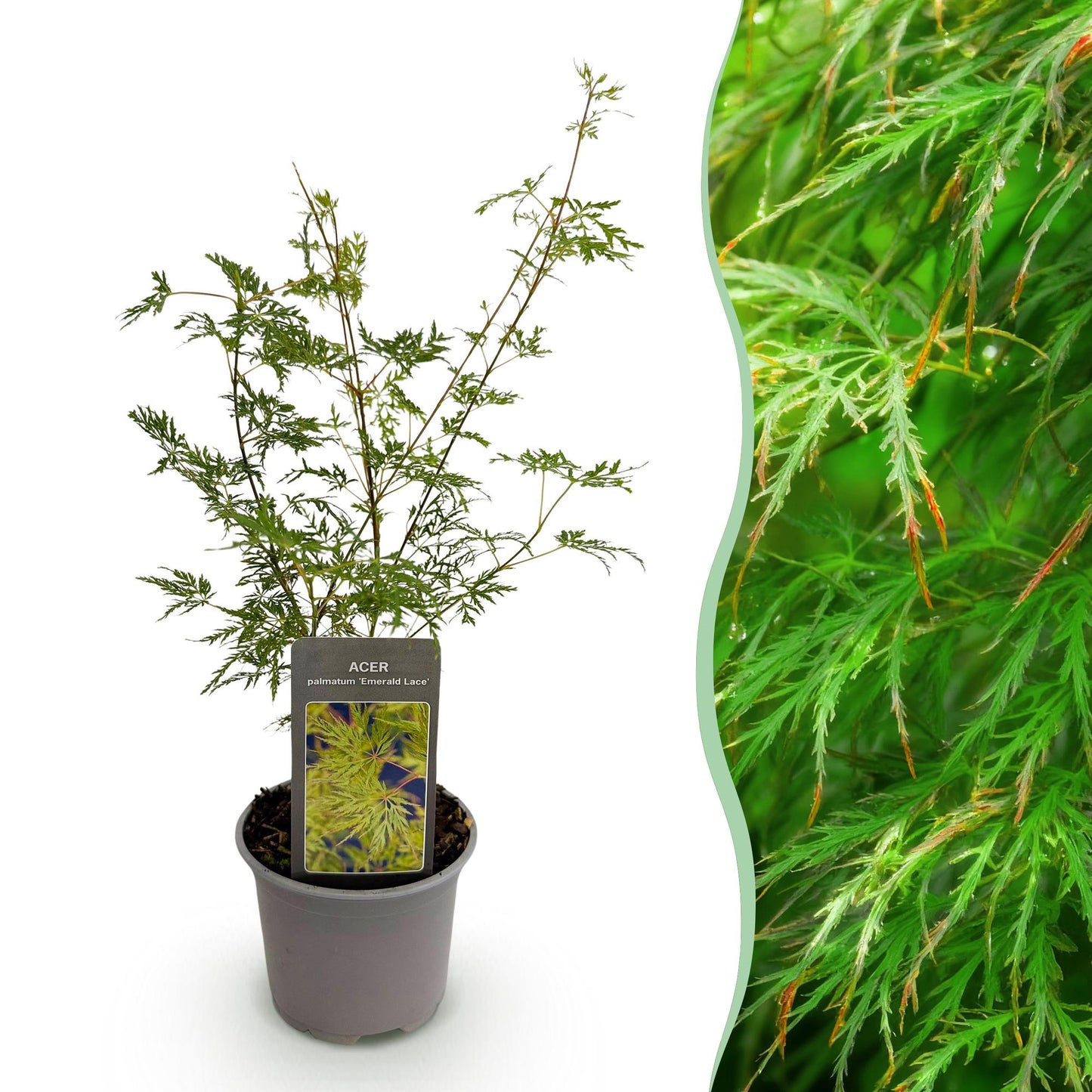 Tuinplant - Acer palmatum Emerald Lace - Weinig Onderhoud