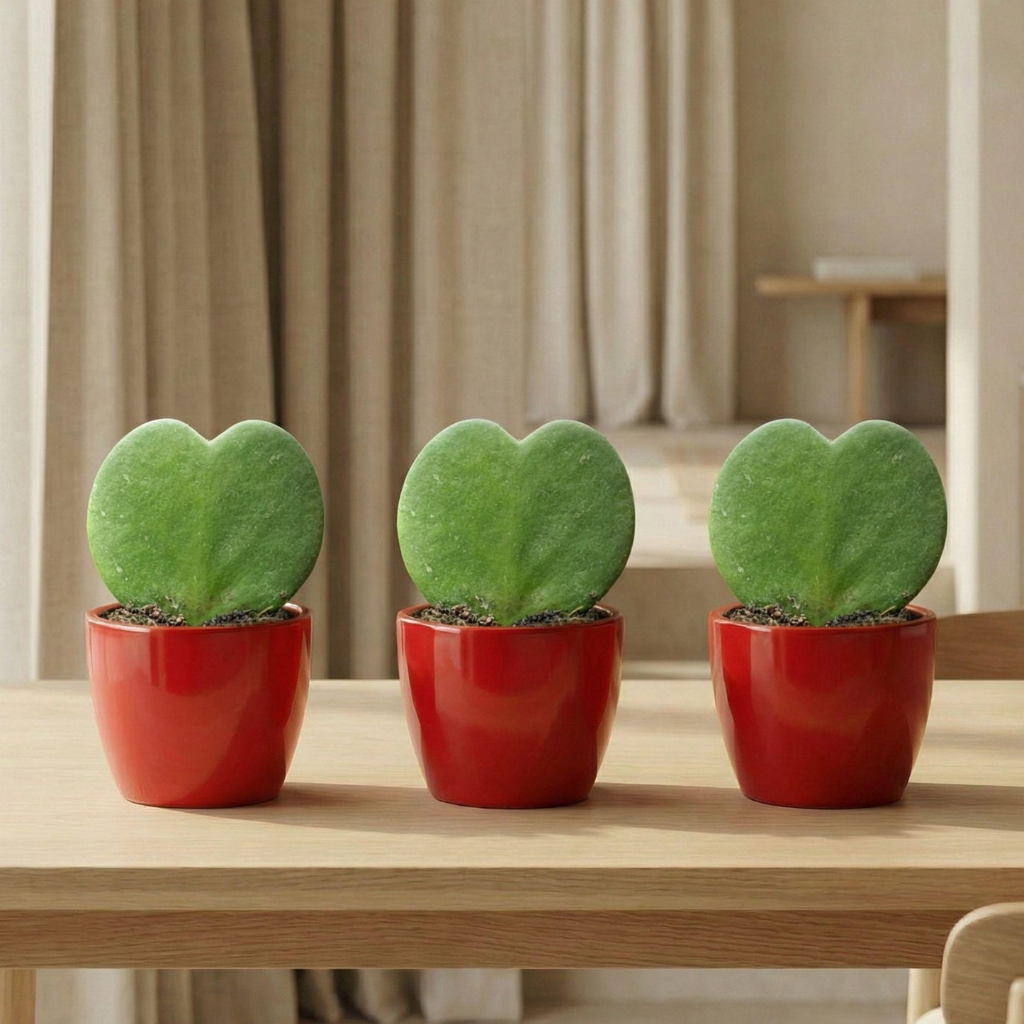 Sweetheart Plant Set with Red Pot