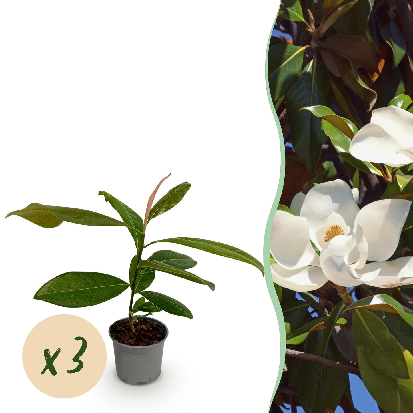 Tuinplant - Magnolia grandiflora - 3 Planten - Weinig Onderhoud