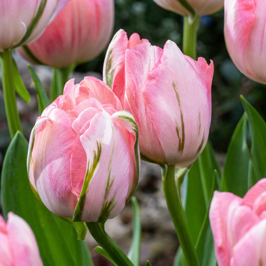 24x Tulipa Double Pink - Dubbele roze tulp - Roze - Voorjaarsbloeier - Bolmaat 11/12