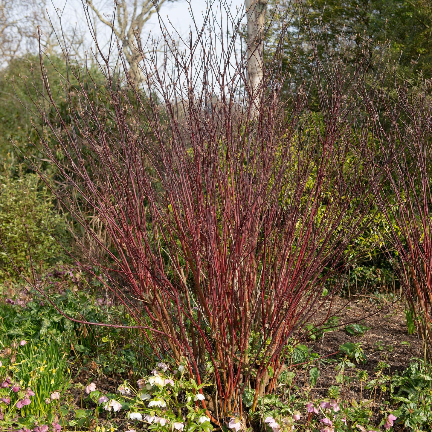 Shrubs - Cornus alba Kesselringii - Low Maintenance