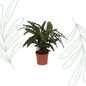 Calathea Elgergrass - 35 cm