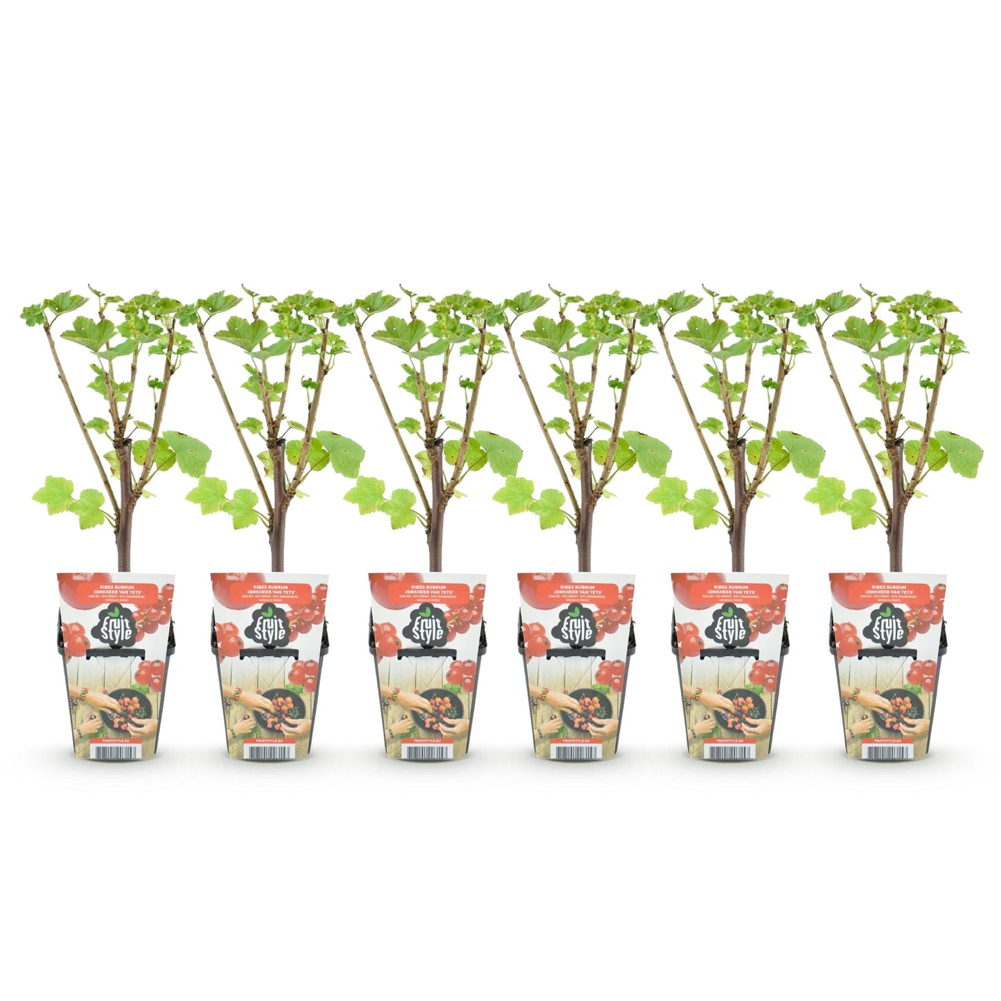 Rode Bes - Ribes rubrum Jonkheer van Tets  - Winterhard - 6 Planten