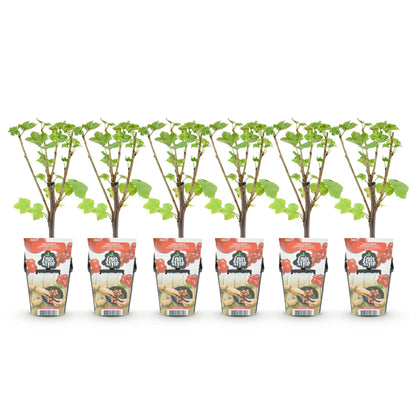 Rode Bes - Ribes rubrum Jonkheer van Tets  - Winterhard - 6 Planten