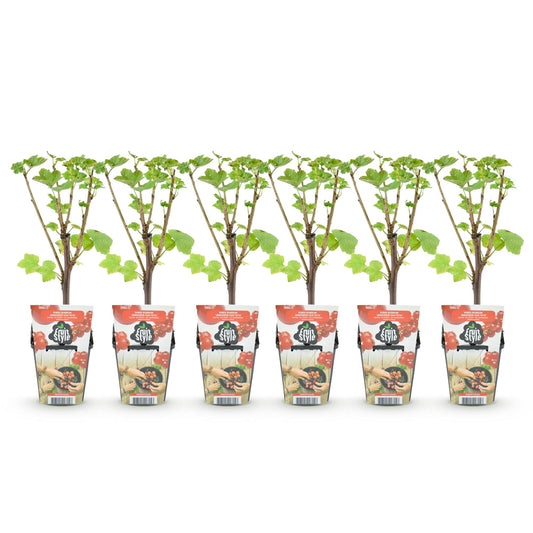 Rode Bes - Ribes rubrum Jonkheer van Tets  - Winterhard - 6 Planten