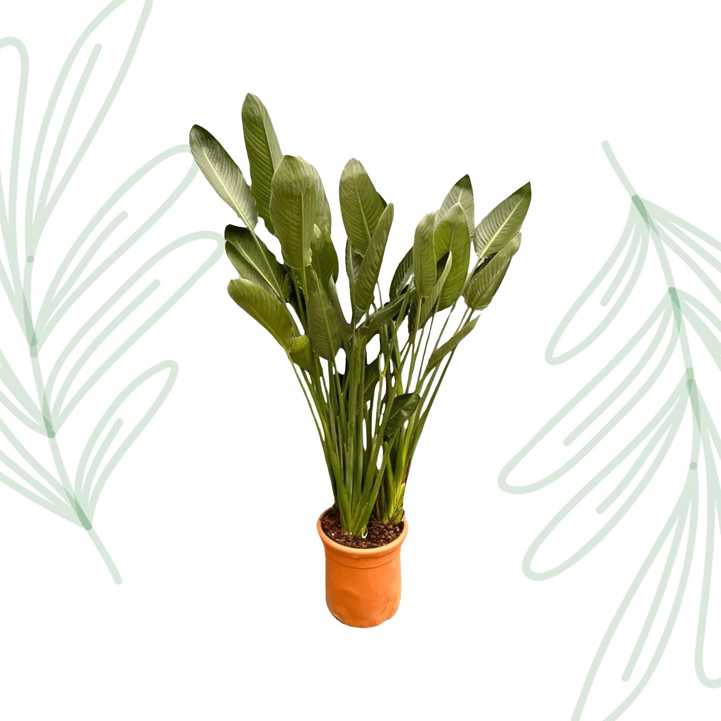 Strelitzia Reginae XXL - 200 cm - Forest Plants