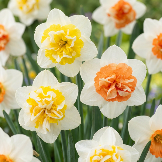 20x Narcissus Macaron Bloss - Narcissus Macaron Bloss - Wit en Geel - Voorjaarsbloeier - Bolmaat 12/14