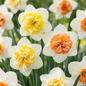 20x Narcissus Macaron Bloss - Narcissus Macaron Bloss - Wit en Geel - Voorjaarsbloeier - Bolmaat 12/14
