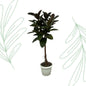 Ficus Elastica Robusta trunk - 140 cm