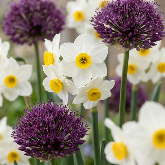 35x Bulb Dry Garden - Droge tuinbollenplanten - Diversen - Zomerbloeier - Bolmaat 10/12