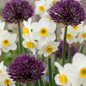 35x Bulb Dry Garden - Droge tuinbollenplanten - Diversen - Zomerbloeier - Bolmaat 10/12