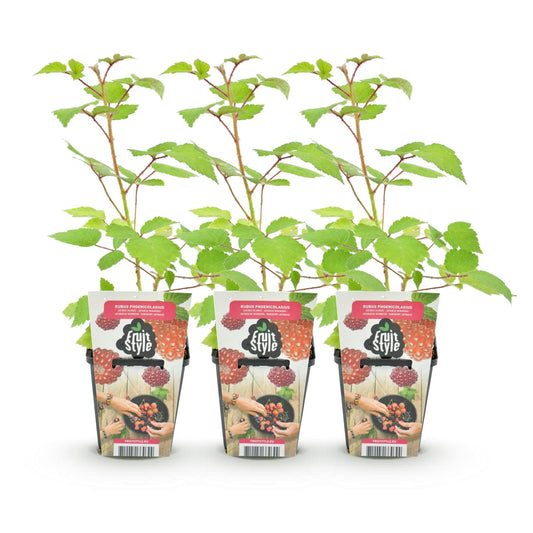 Japanse Wijnbes - Rubus Phoenicolasius - Winterhard - 3 Planten