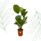 Licuala Grandis - 100 cm - Forest Plants