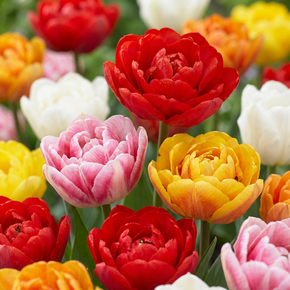 60x Tulipa Double mix - Gevulde tulp mix - Diversen - Voorjaarsbloeier - Bolmaat 11/13