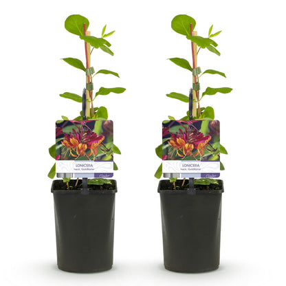 Kamperfoelie - Lonicera heckrottii Goldflame - 2 planten