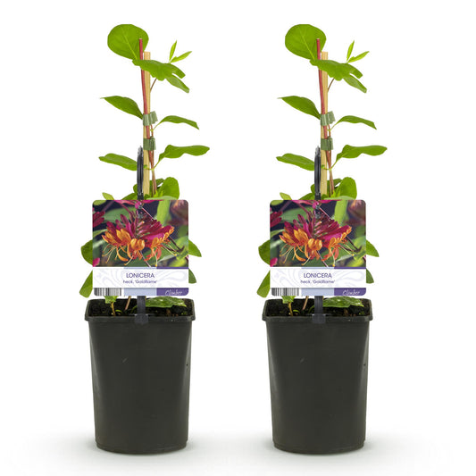 Kamperfoelie - Lonicera heckrottii Goldflame - 2 planten