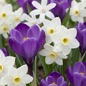 400x Bollenschadutuin - Diversen - Zomerbloeier - Bolmaat 10/12