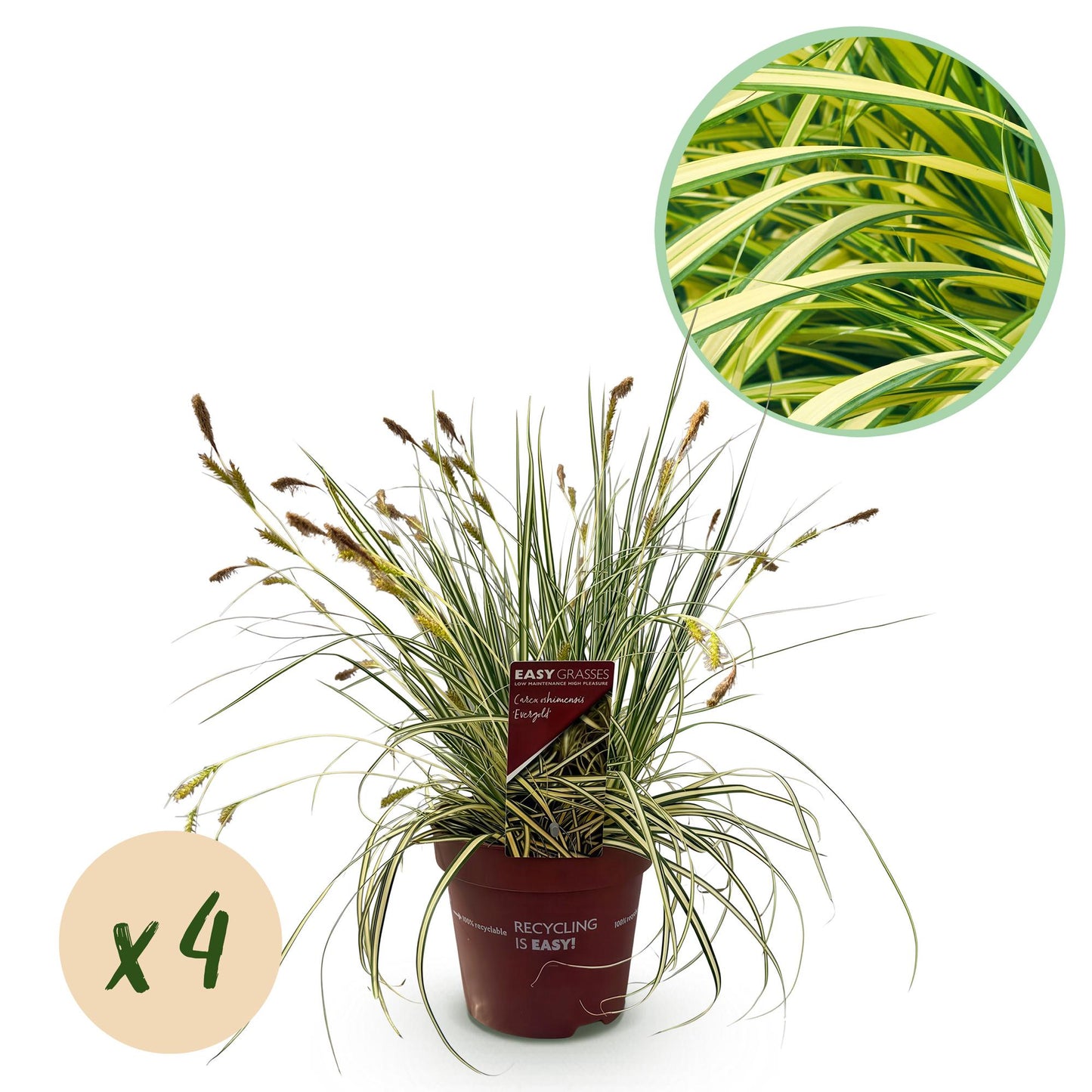 Ornamental Grasses - Carex oshimensis Evergold - 4 Plants