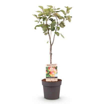 Apple tree - Malus domestica Jonagold - Yellow-green Apple