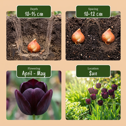 96x Tulipa Triumph Black - Triomftulp - Donker Paars - Voorjaarsbloeier - Bolmaat 11/12